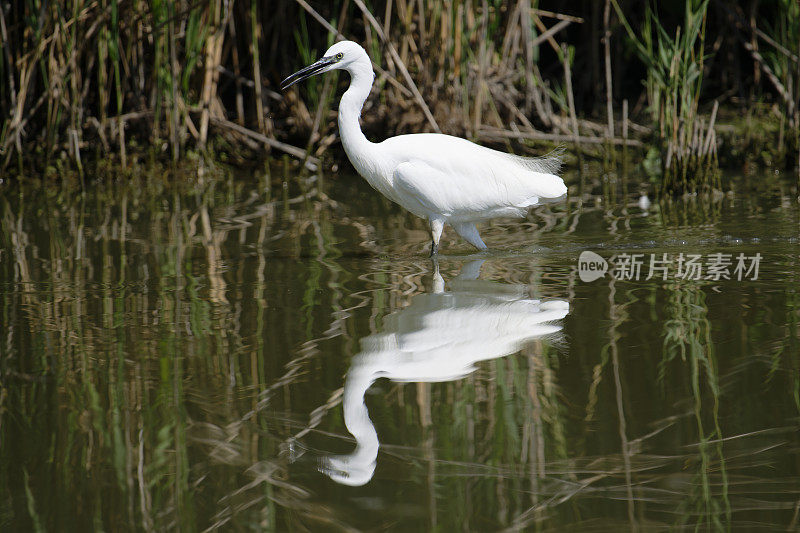 小白鹭(Egretta garzetta)